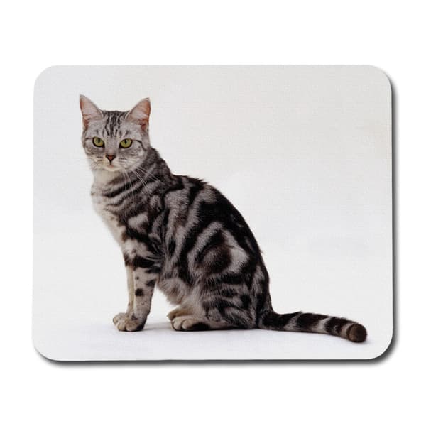 Brittiskt Korthår Silver Tabby Musemåtte