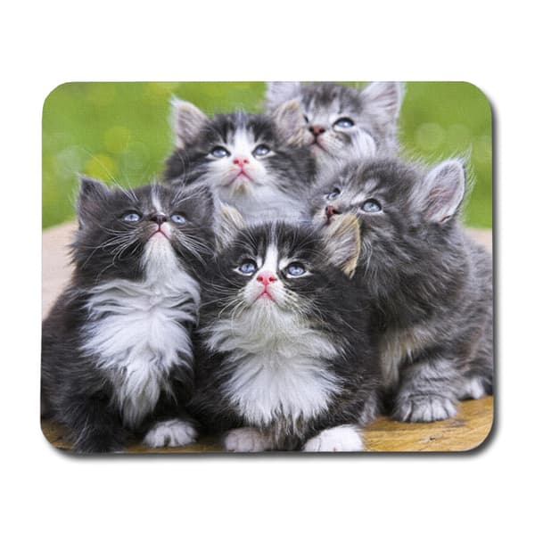 Perser Kattungar Musmatta