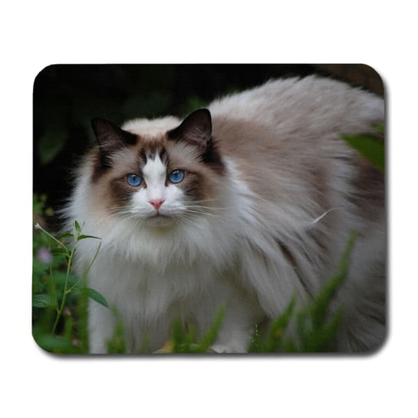 Ragdoll Musmatta