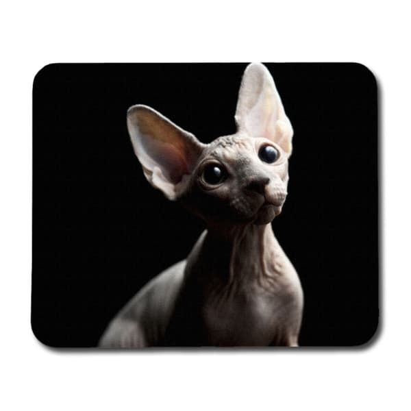 Sphynx Katt Musmatta