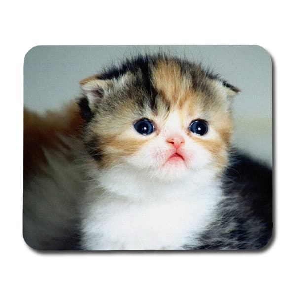 Scottish Fold Hiirimatto