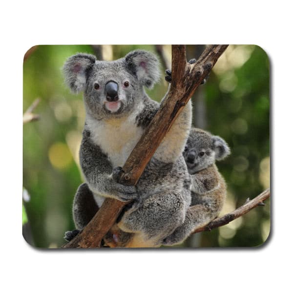 Koala Mamma & Joey Musmatta