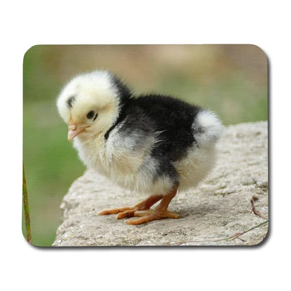 Chicken Hiirimatto
