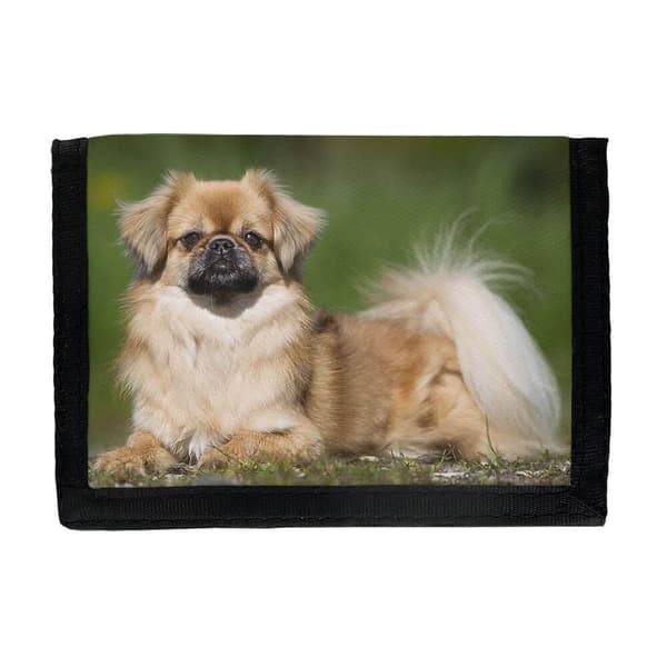 Tibetan Spaniel Dog Tegnebog