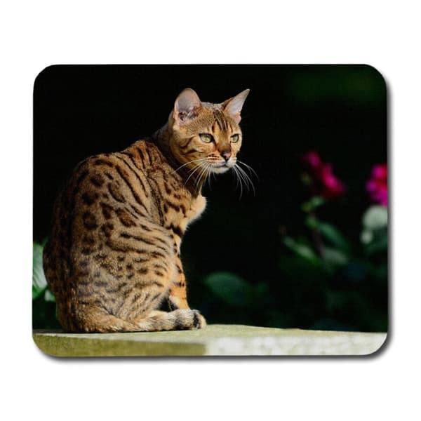 Bengal Musmatta