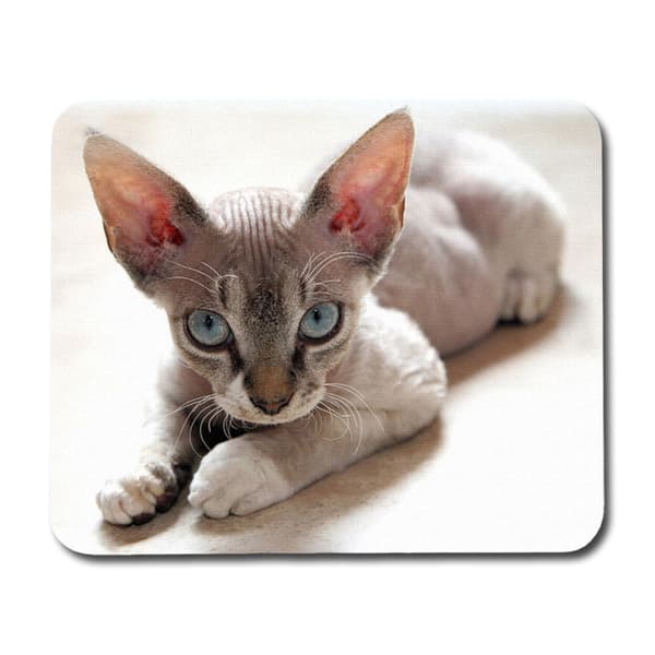 Devon Rex Musmatta