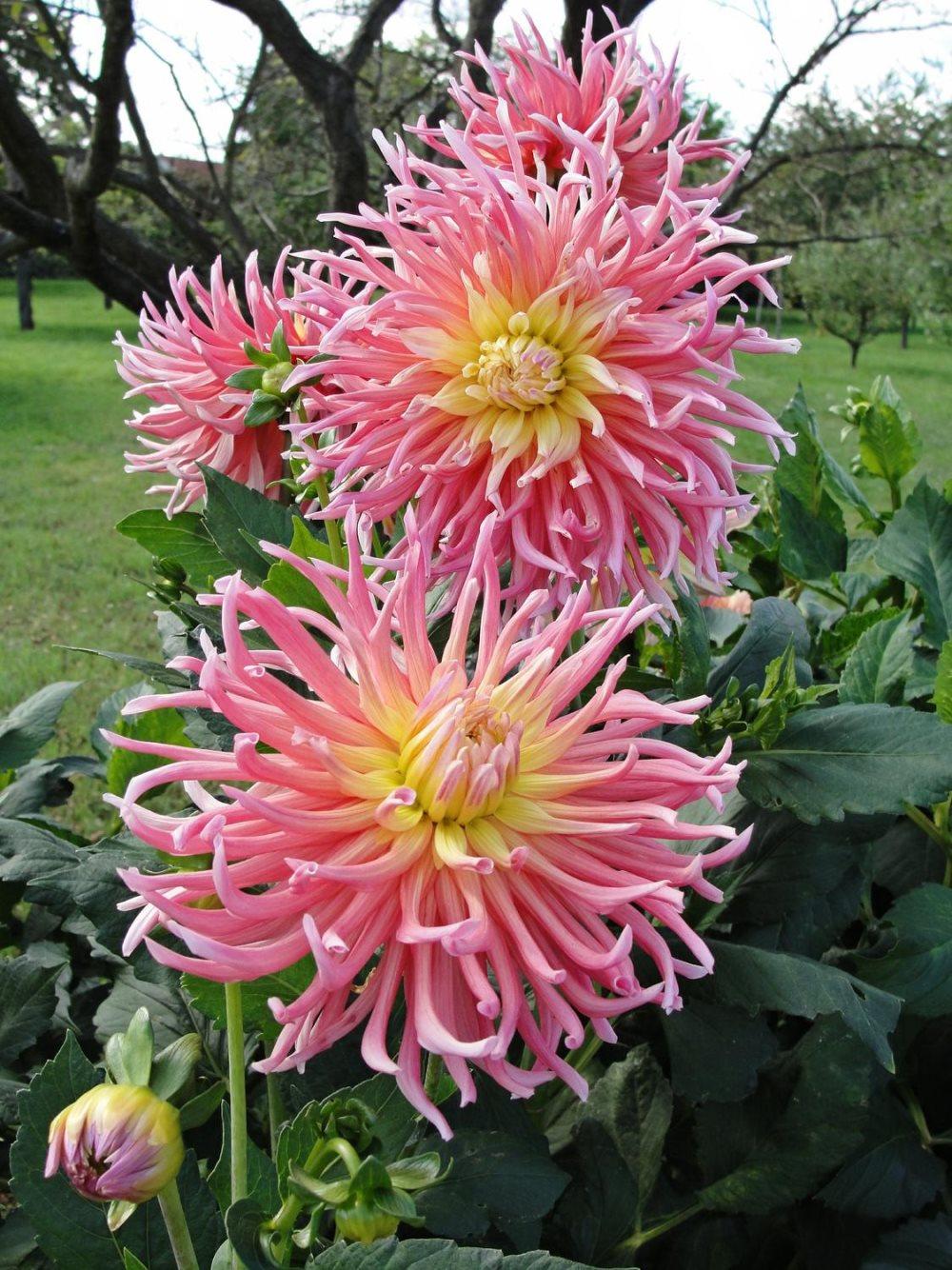 Dahlia rot Alfred Grille "Kaktusblommande" (lev. from. v 8)