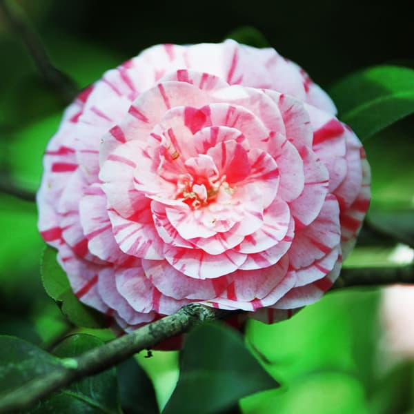 Japanin kamelia - Camellia japonica 'Bonomiana' - Korkeus 50-60cm - ⌀15cm
