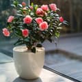 Miniatyrbild 4 av 6: Japansk Ros - Camellia japonica 'Dr. King' - Höjd 50-60cm - ⌀15cm