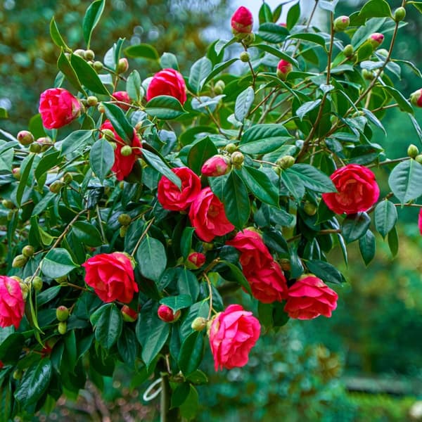 Japansk Ros - Camellia japonica 'Dr. King' - Höjd 50-60cm - ⌀15cm