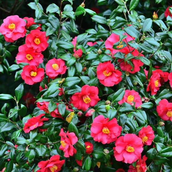 Japansk Ros - Camellia japonica 'Dr. King' - Höjd 50-60cm - ⌀15cm