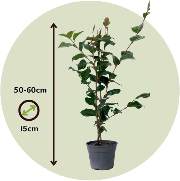 Japansk Ros - Camellia japonica 'Dr. King' - Höjd 50-60cm - ⌀15cm