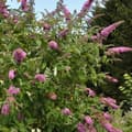 Pikkukuva 3 / 3: Kesäsyreeni - 3 kpl - Buddleja davidii 'Pink Delight' - Korkeus 25-40cm - ⌀9cm