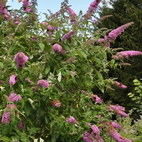 Kesäsyreeni - 3 kpl - Buddleja davidii 'Pink Delight' - Korkeus 25-40cm - ⌀9cm