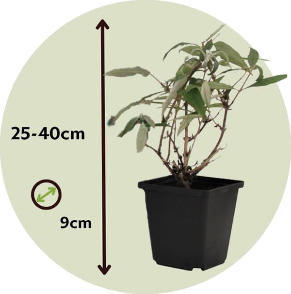 Kesäsyreeni - 3 kpl - Buddleja davidii 'Pink Delight' - Korkeus 25-40cm - ⌀9cm
