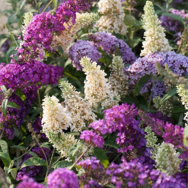 Sommerfuglebusk - Sæt med 3 - Buddleja davidii - Højde 25-40cm - ⌀9cm