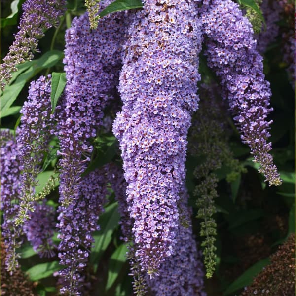 Sommerfuglebusk - Sæt med 3 - Buddleja davidii - Højde 25-40cm - ⌀9cm