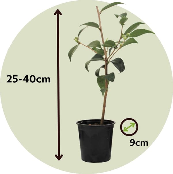Japansk Ros - Set om 3 - Camellia japonica 'Bonomiana' - Höjd 25-40cm - ⌀9cm
