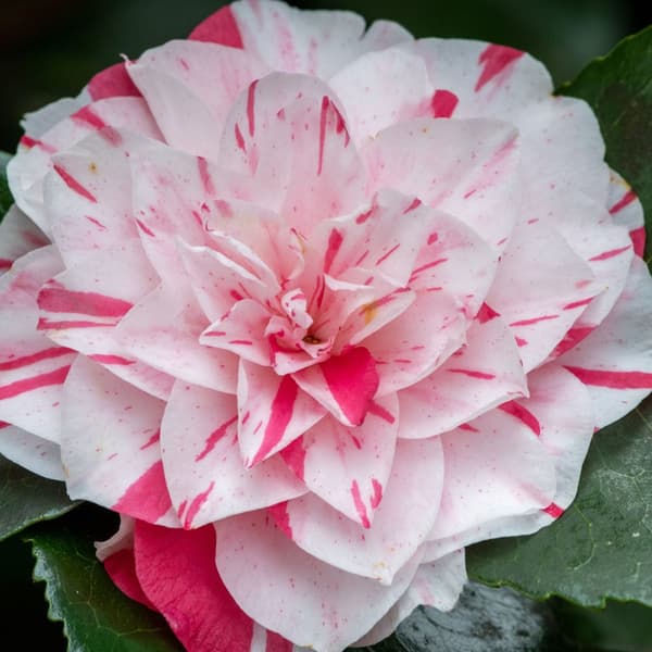 Japanin kamelia - 2 kpl. - Camellia japonica 'Bonomiana' - K50-60cm - ⌀15cm