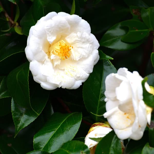 Kamelia japansk rose - Camellia japonica 'Brush Field' - Højde 50-60cm - ⌀15cm