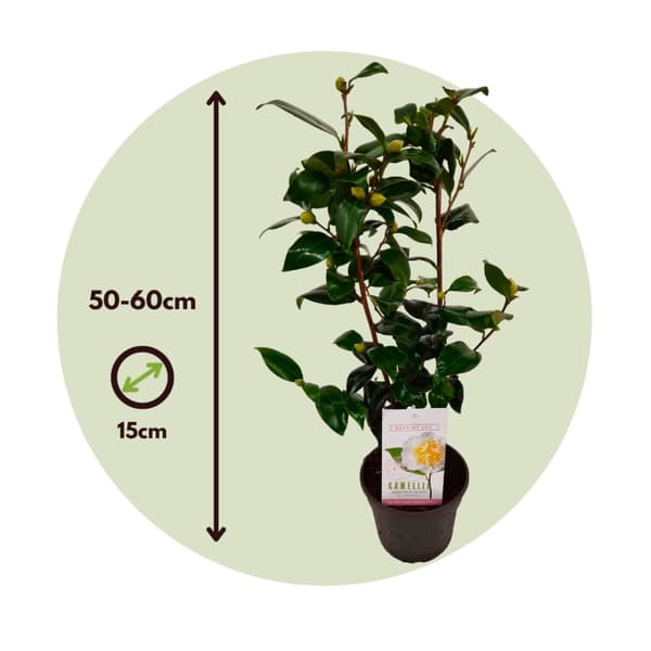 Kamelia japansk rose - Camellia japonica 'Brush Field' - Højde 50-60cm - ⌀15cm