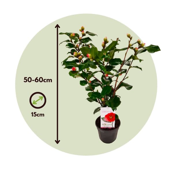 Japansk Ros - Set om 2 - Camellia japonica 'Lady C.' - Höjd 50-60cm - ⌀15cm