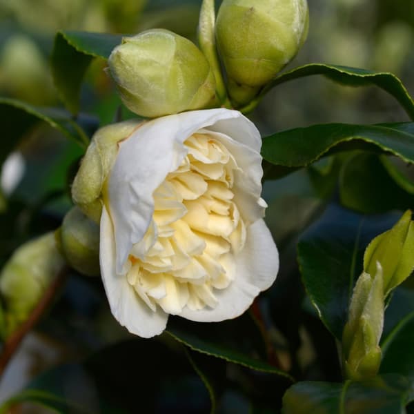 Japansk Ros - Set om 2 - Camellia japonica 'Brush Field' - Höjd 50-60cm - ⌀15cm