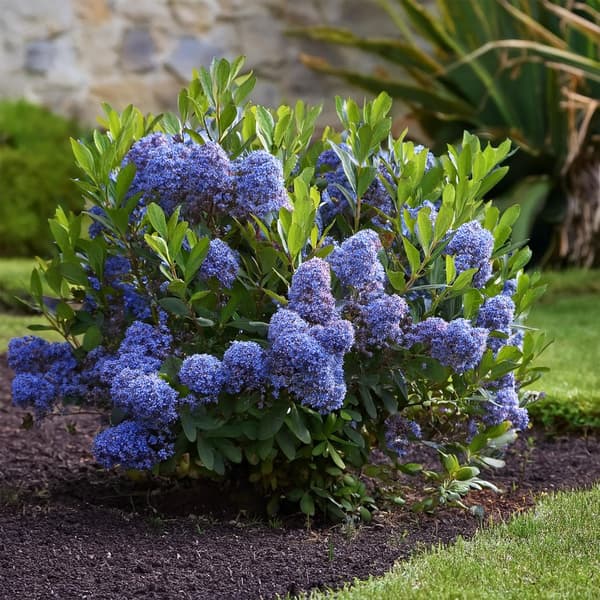Amerikansk syren - Sæt 2 - Ceanothus thyrsiflorus Repens - Højde 60-70cm - ⌀17cm