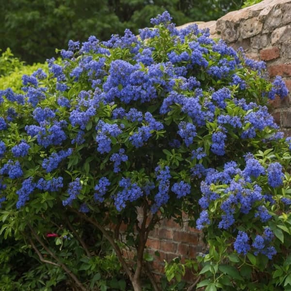 Amerikansk syren - Ceanothus thyrsiflorus Repens - Højde 60-70cm - ⌀17cm