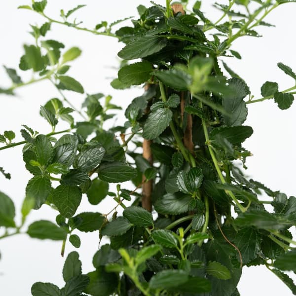 Amerikansk syren - Ceanothus thyrsiflorus Repens - Højde 60-70cm - ⌀17cm