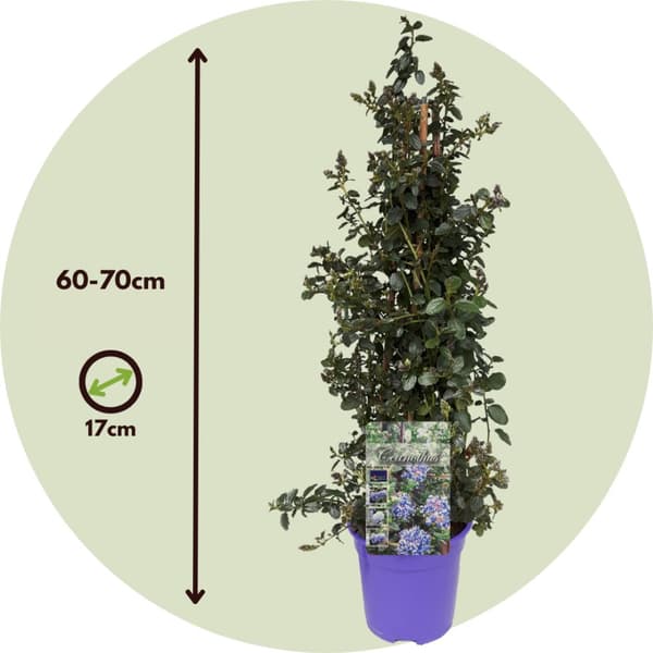 Amerikansk syren - Ceanothus thyrsiflorus Repens - Højde 60-70cm - ⌀17cm