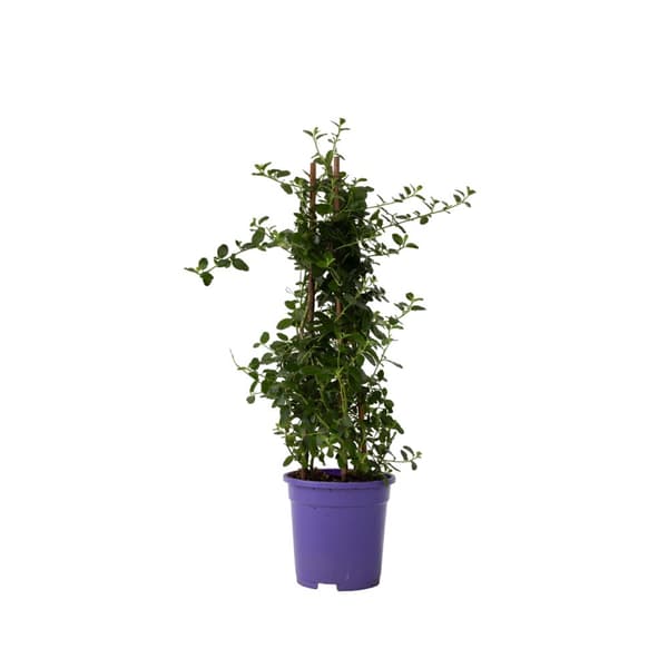 Amerikansk syren - Ceanothus thyrsiflorus Repens - Højde 60-70cm - ⌀17cm