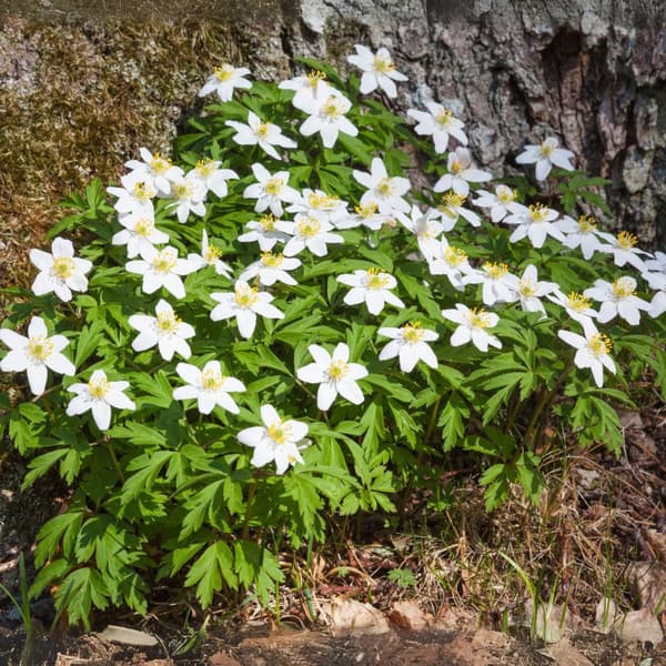 Julros - Set om 3 - Helleborus niger 'Mont Blanc' - Höjd 20-30cm - ⌀12cm
