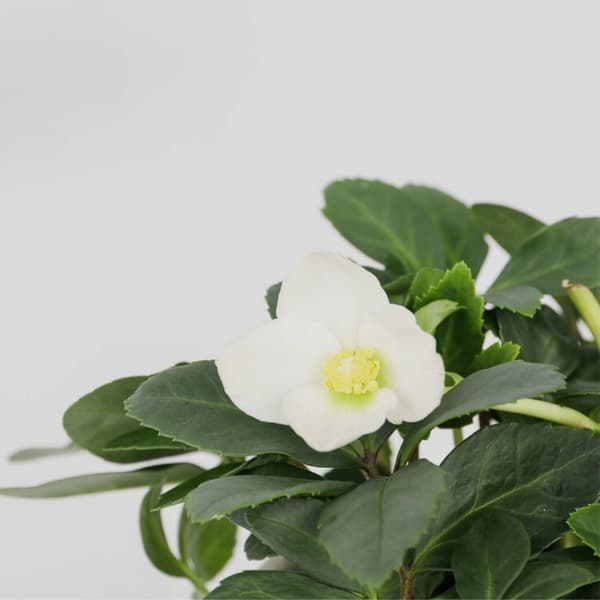 Julros - Set om 3 - Helleborus niger 'Mont Blanc' - Höjd 20-30cm - ⌀12cm