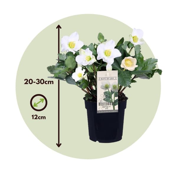 Julros - Set om 3 - Helleborus niger 'Mont Blanc' - Höjd 20-30cm - ⌀12cm