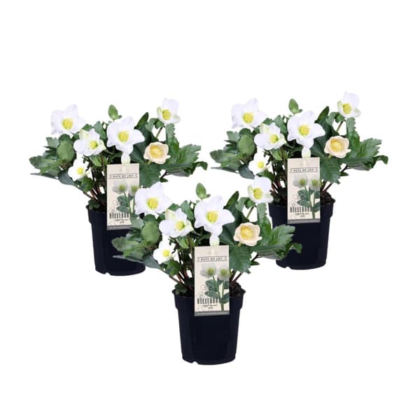 Julros - Set om 3 - Helleborus niger 'Mont Blanc' - Höjd 20-30cm - ⌀12cm