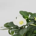 Miniatyrbillede 4 af 4: Julerose - Sæt med 6 - Helleborus niger 'Mont Blanc' - Højde 20-30cm - ⌀12cm