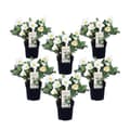 Miniatyrbillede 1 af 4: Julerose - Sæt med 6 - Helleborus niger 'Mont Blanc' - Højde 20-30cm - ⌀12cm