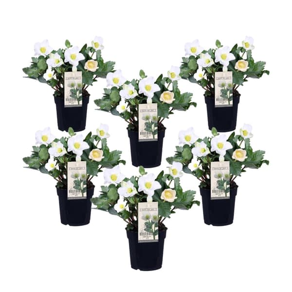Julerose - Sæt med 6 - Helleborus niger 'Mont Blanc' - Højde 20-30cm - ⌀12cm