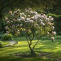 Miniatyrbild 3 av 6: Rosenmagnolia - Set om 3 - Magnolia - Höjd 25-40cm - ⌀9cm