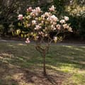 Miniatyrbild 4 av 6: Rosenmagnolia - Set om 3 - Magnolia - Höjd 25-40cm - ⌀9cm
