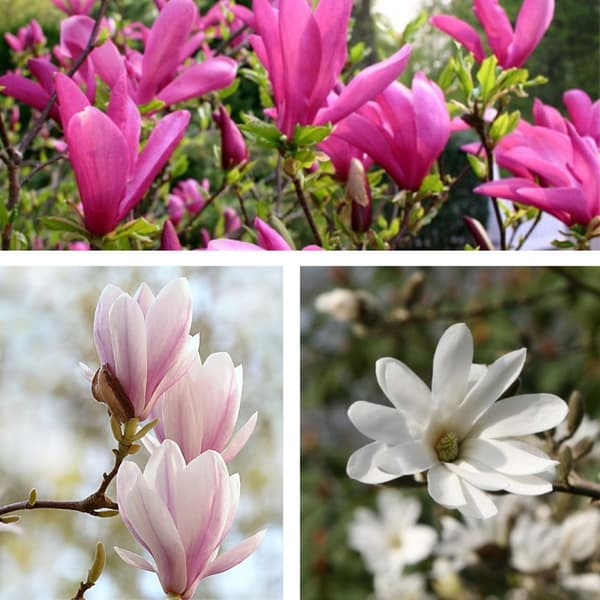 Rosenmagnolia - Set om 3 - Magnolia - Höjd 25-40cm - ⌀9cm