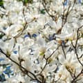 Miniatyrbild 6 av 6: Rosenmagnolia - Set om 3 - Magnolia - Höjd 25-40cm - ⌀9cm