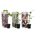 Miniatyrbild 1 av 6: Rosenmagnolia - Set om 3 - Magnolia - Höjd 25-40cm - ⌀9cm