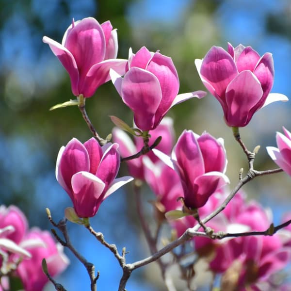 Magnoliablande - Sæt med 6 - Magnolia - Højde 25-40cm - ⌀9cm