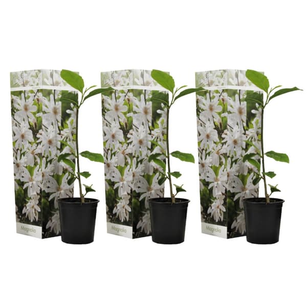 Rosenmagnolia - Set om 3 - Magnolia 'Stellata' - Höjd 25-40cm - ⌀9cm