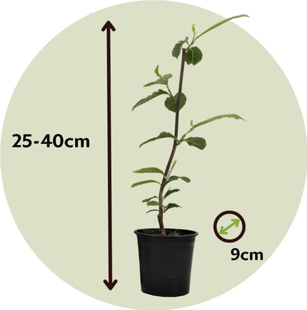 Magnoliabuske - Sæt med 3 - Magnolia 'Susan' - Højde 25-40cm - ⌀9cm