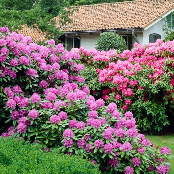 Rhododendronbusk - Sæt med 3 - Rhododendron catawbiense - Højde 25-40cm - ⌀9cm