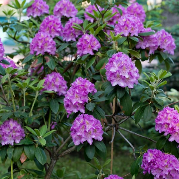 Rhododendronbusk - Sæt med 3 - R. 'Catawbiense purple' - Højde 25-40cm - ⌀9cm
