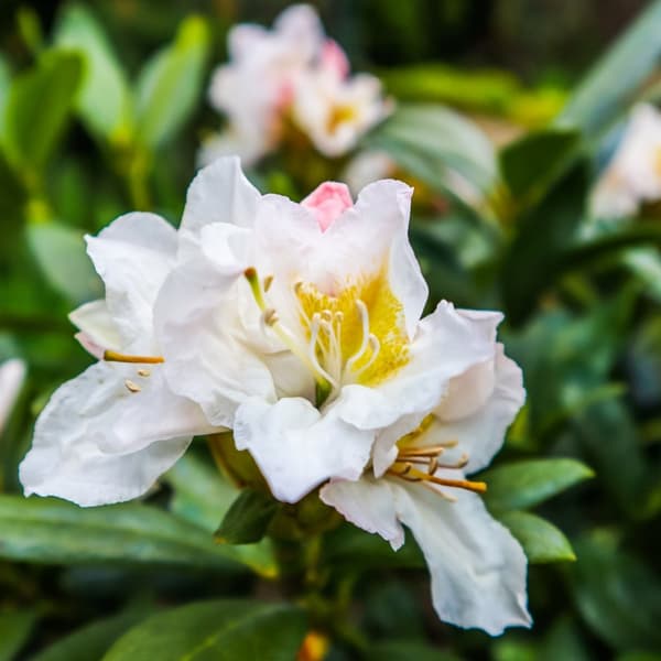Rhododendron - Sæt med 3 - Busk 'Cunningham's White' - Højde 25-40cm - ⌀9cm